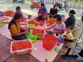 BURUH MEMISAHKAN CABAI MERAH DARI TANGKAINYA. Membantu Perekonomian Petani Saat Paceklik